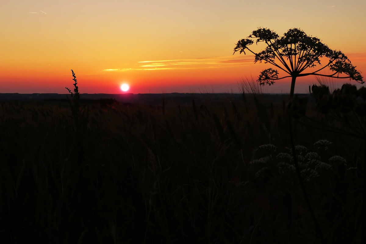 . Die Sonne verabschiedet sich nach einem schnen Sommertag. 01.07.2014 (Jeanny)