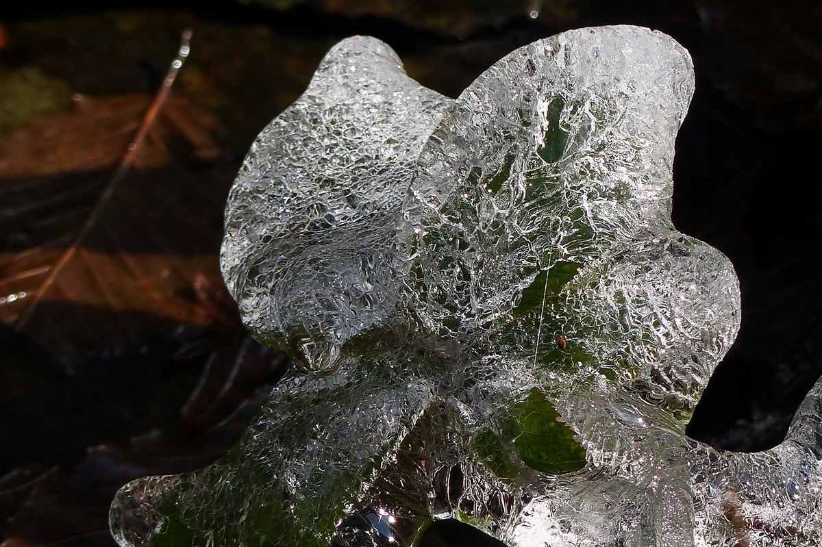 . Efeublatt im Eismantel. 20.01.2015 (Jeanny)