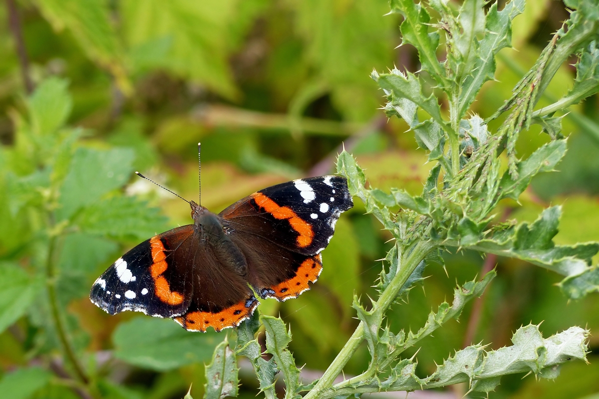 . Ein Admiral (Vanessa atalanta) in seiner ganzen Pracht. 15.07.2014 (Jeanny)