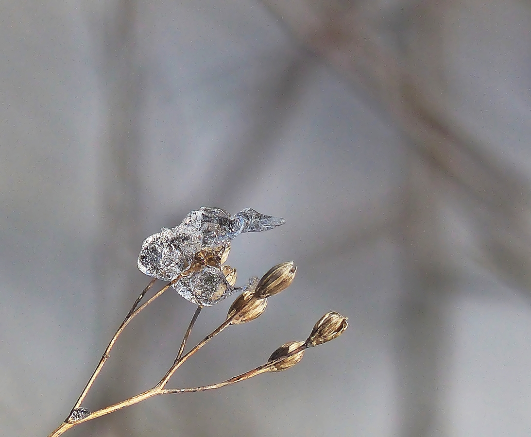 . Ein Bilderrtsel fr Christine. 04.02.2015 (Jeanny)