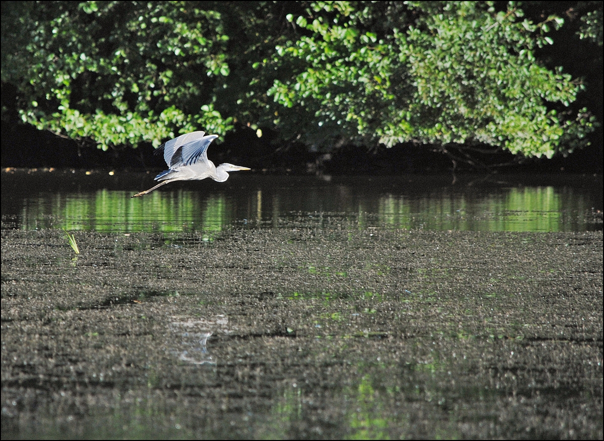 . Ein Graureiher im Tiefflug ber dem Stausee. 04.09.2013 (Hans)