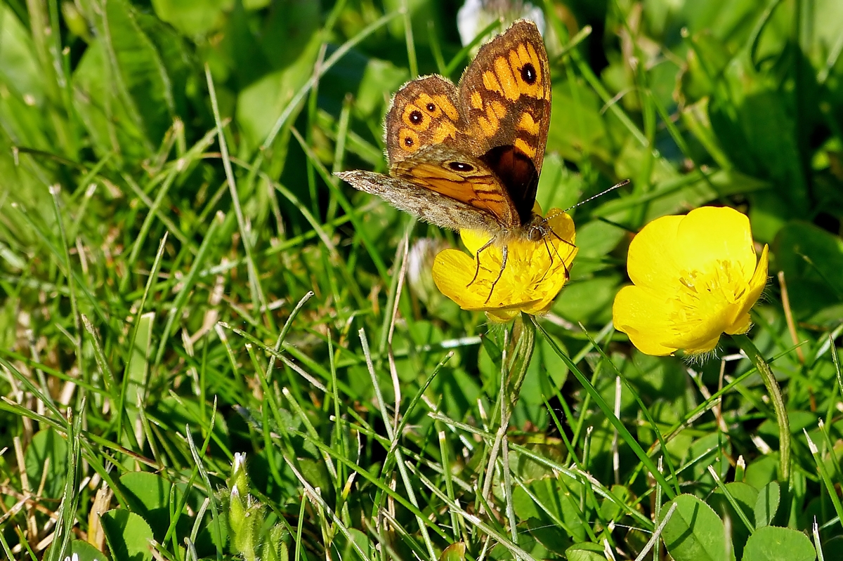 . Ein Mauerfuchs beim Nektarnaschen. 07.06.2014 (Jeanny)