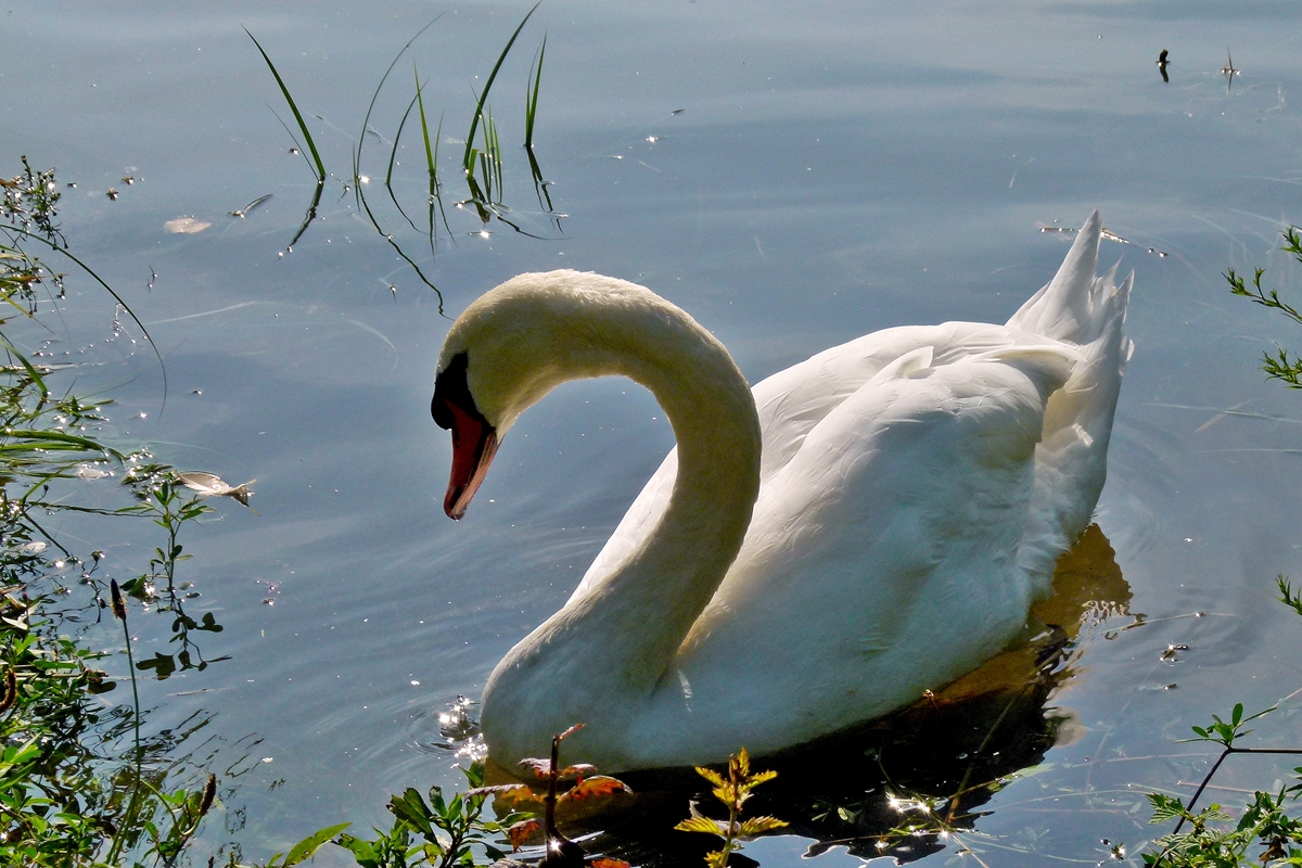 . Ein schner Schwan an der Mosel. 02.09.2014