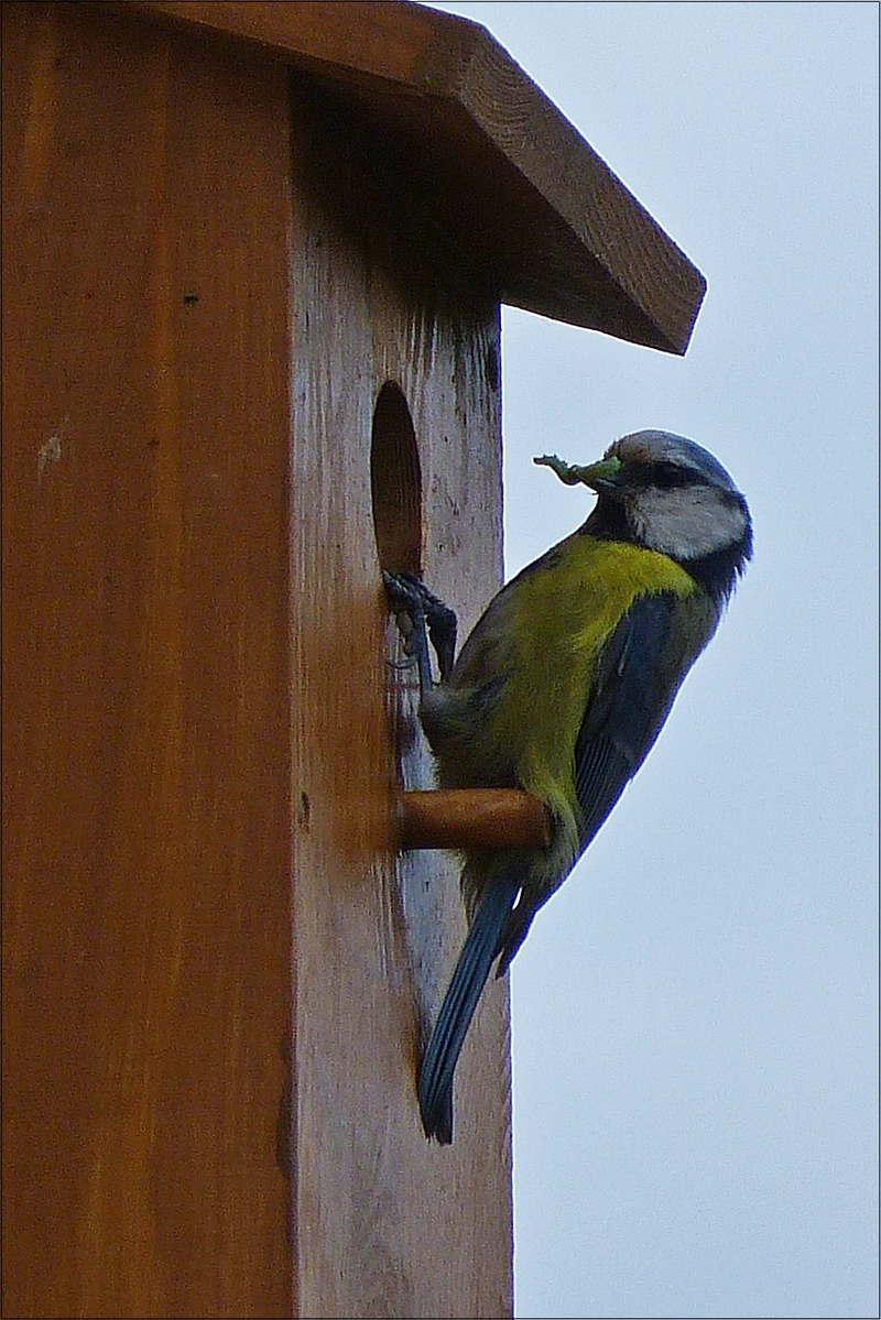 . Eine Blaumeise bringt ihren brtenden Partner im Inneren des Nistkastens eine Raupe. (Detailaufname) 28.05.2018  (Hans)