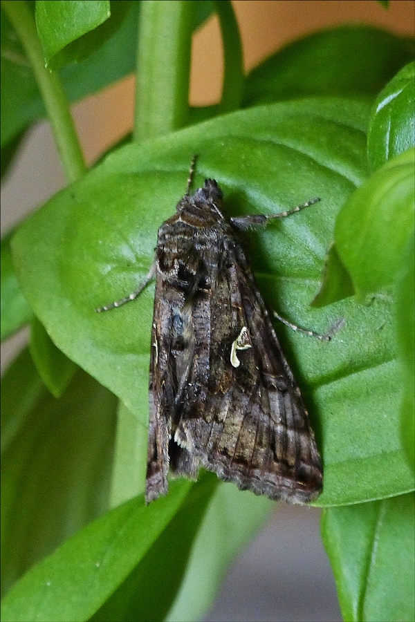 . Eine Gammaeule (Autographa gamma) ruht sich auf der Fensterbank aus. 18.08.2016 (Hans)