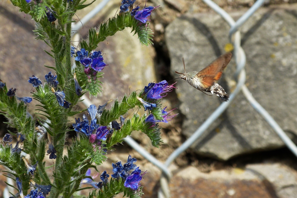 . Eine Herausforderung fr die Kamera und die Fotografin - Ein Taubenschwnzchen (Macroglossum stellatarum) in Hatzenport. 21.06.2014 (Jeanny)

Taubenschwnzchen sind wie alle Schwrmer ausgezeichnete Flieger. Ihr sehr schneller und wendiger Flug hnelt dem von Kolibris: Beim Nektarsaugen stehen sie im Schwirrflug vor den Blten und saugen mit ihrem langen Saugrssel, den sie bereits beim Anflug ausrollen und zielsicher in die Bltenkelche einfhren. Sie gehren zu den wenigen Insekten, die auch rckwrts fliegen knnen. Sie knnen sogar kleinste Pflanzenbewegungen, die durch Wind verursacht werden, dank ihrer guten Augen perfekt durch ihren Flug kompensieren, so dass ihre Position zur Blte immer konstant bleibt. Die Schlagfrequenz der Flgel betrgt ungefhr 70 bis 90 Schlge in der Sekunde, die Fluggeschwindigkeit betrgt bis zu 80 km/h.