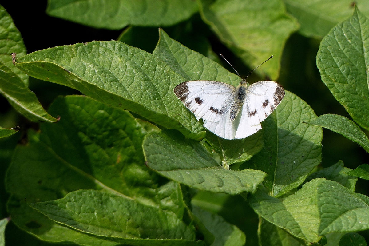 . Eine Zierde fr's Kartoffelbeet. 13.07.2014 (Jeanny)