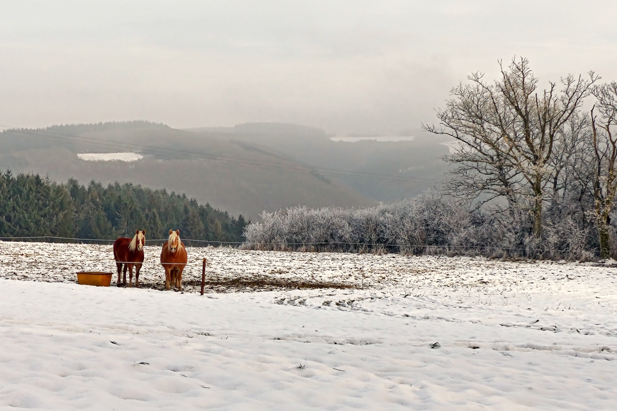 . Enttuschte Haflinger am 06.01.2015 zwischen Kautenbach und Alscheid. (Jeanny)