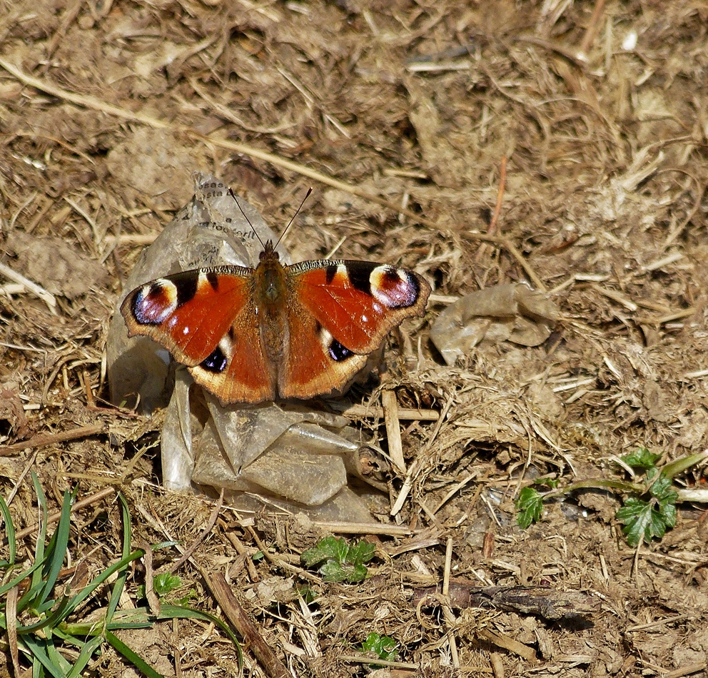 . Erfreuliche Begegnung im Mrz. 13.03.2014 (Hans)