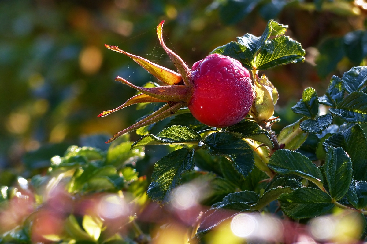 . Es herbstet. 12.09.2014 (Jeanny)