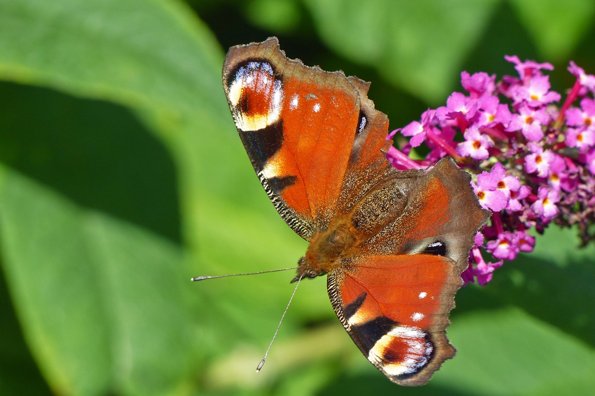 . Farbenfroher Besuch beim Sommerflieder. 05.06.2015 (Jeanny)