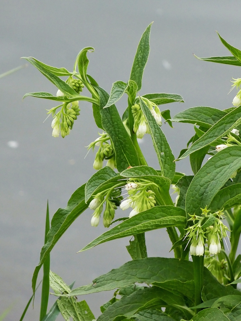 . Frhling an der Mosel. 26.04.2014 (Jeanny)