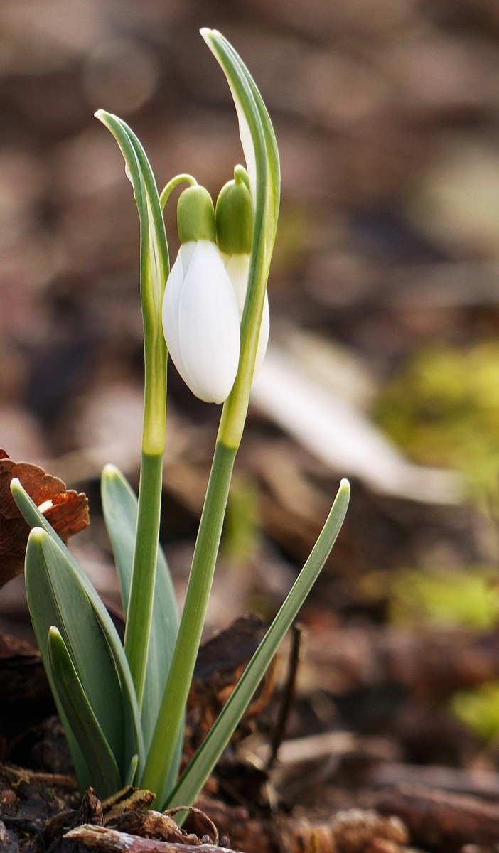 . Frhlingserwachen in Erpeldange. 02.03.2017 (Jeanny)