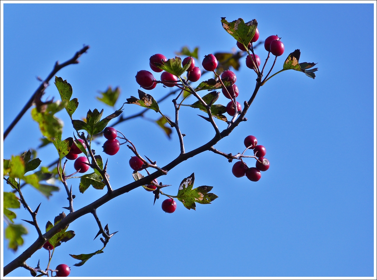 . Herbst. 19.10.2013 (Jeanny)