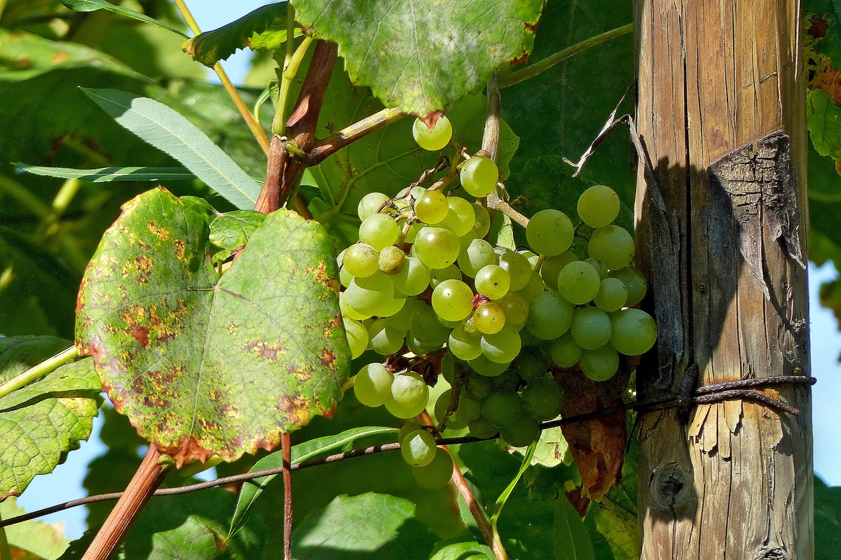 . Herbst an der Mosel. 17.09.2014 (Jeanny)