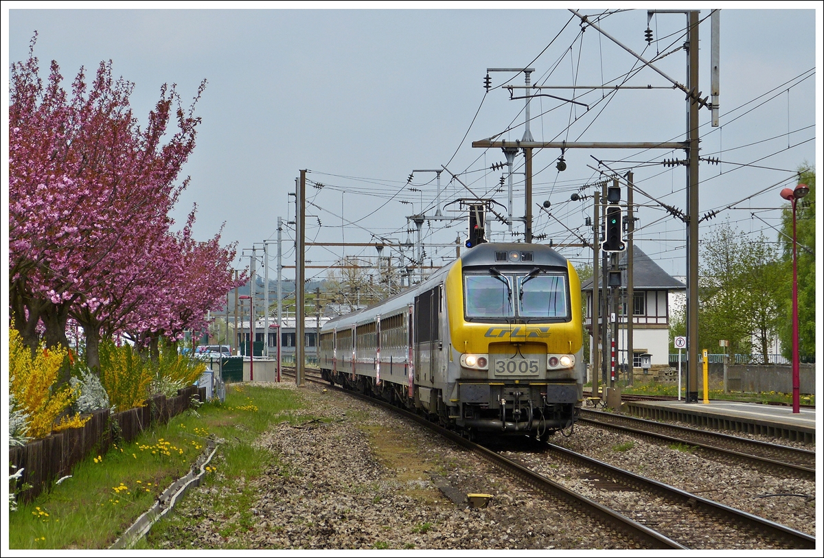 . Jahresrckblick 2013 - Die 3005 zieht am 03.05.2013 den IR 115 Liers - Luxembourg an den blhenden Bumen und Hecken vorbei in den Bahnhof von Mersch ein. (Jeanny)

Einige Wochen spter wurde ein Kiosk zwischen den Bumen und dem Bahnsteig gebaut, sodass diese tolle Aussicht auf das Gleisvorfeld in Mersch nicht mehr mglich ist.