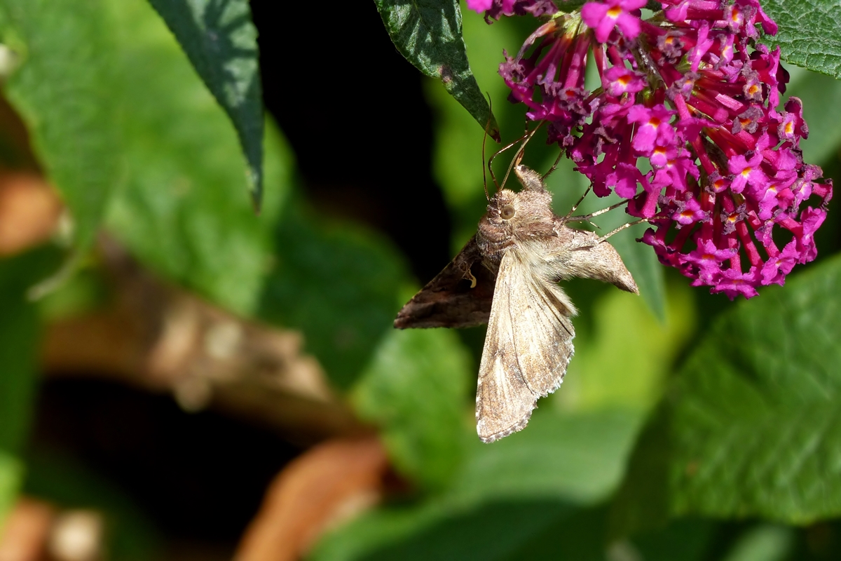 . Kopfber am Nektar naschen - Eine Gammaeule (Autographa gamma) bei einem kurzen Besuch am Buddleja Strauch. 16.09.2014 (Jeanny)