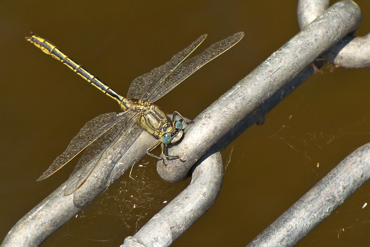 . Kurze Rast fr die Westliche Keiljungfer (Gomphus pulchellus).  Boulaide, 28.06.2018 (Jeanny)