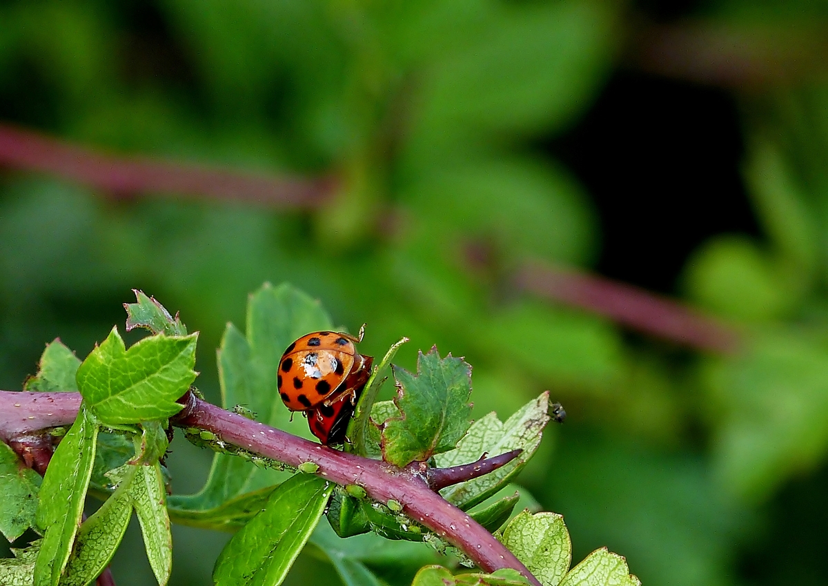 . Kurze Schonfrist fr die Blattluse. 10.07.2014 (Jeanny)