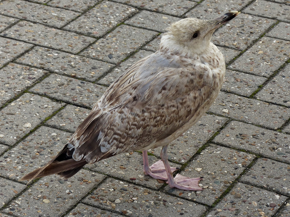 . Mal schauen, was die Touristen Leckeres dabei haben. Spiekeroog, 09.10.2014 (Jeanny)