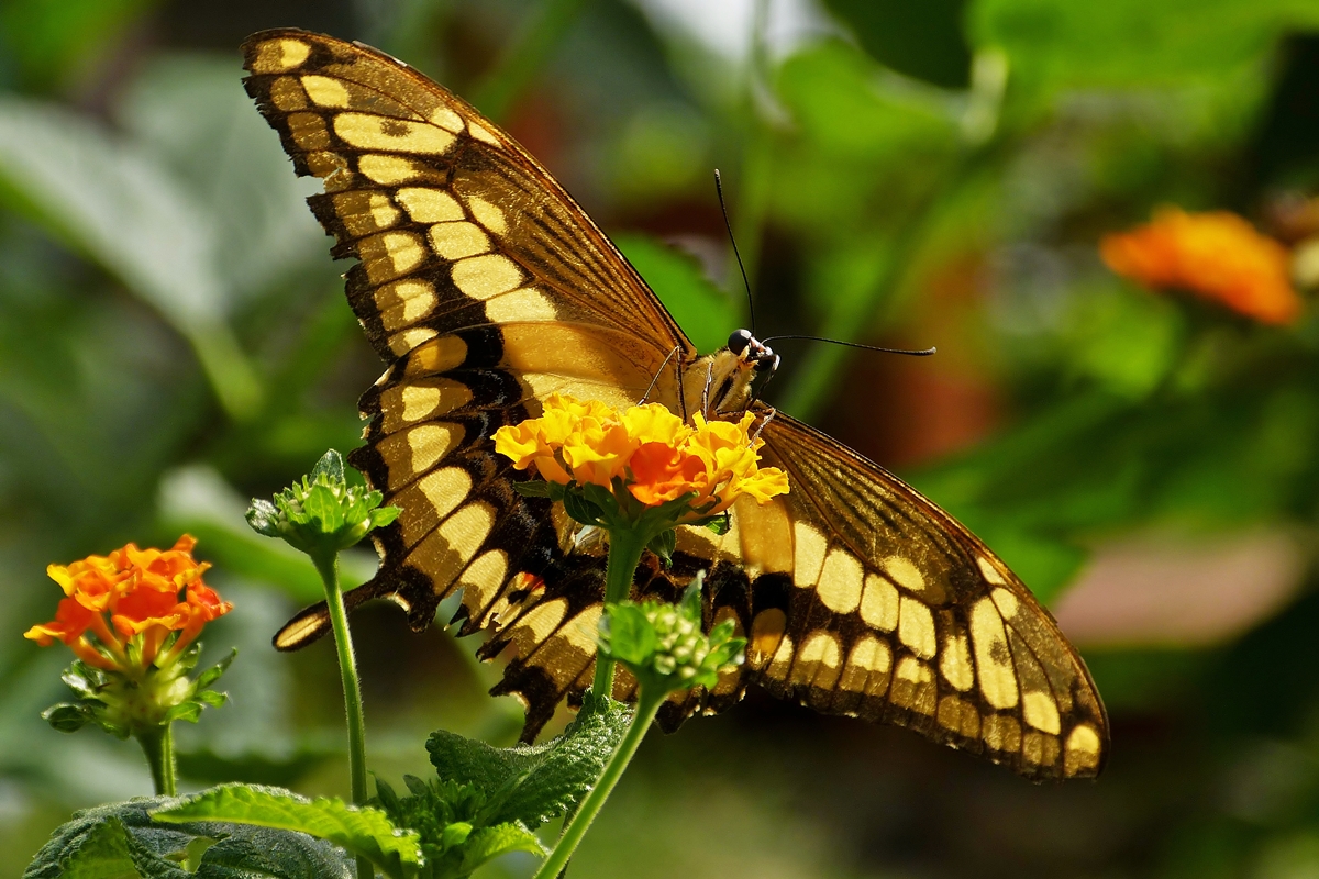 . Momentaufnahme im Jardin des Papillons. 21.08.2013 (Jeanny)