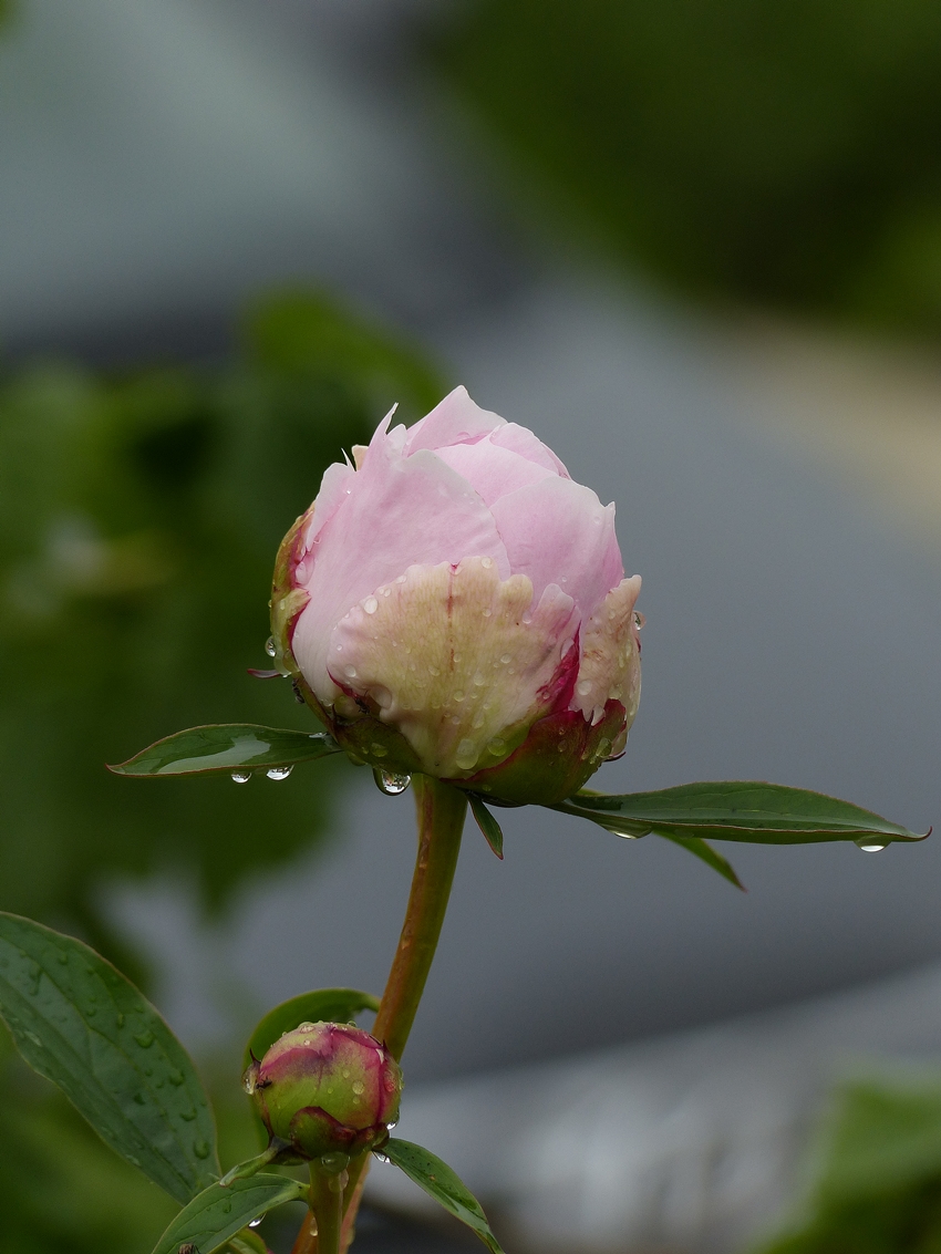 . Regentropfen an der Pfingstrose. 01.06.2018 (Jeanny)