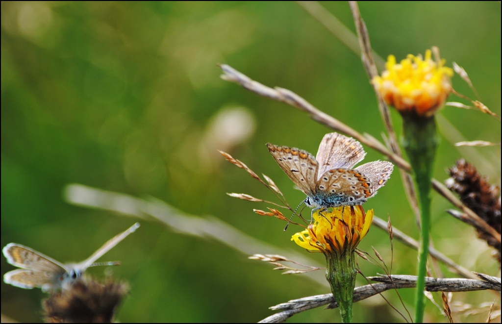 . Rendez-vous der Blulinge. 20.08.2013 (Hans)