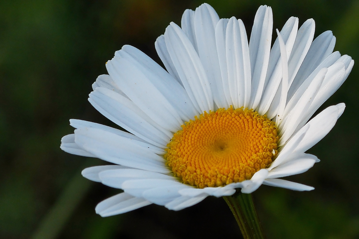 . Schnheit am Wegesrand. 16.05.2014 (Jeanny)