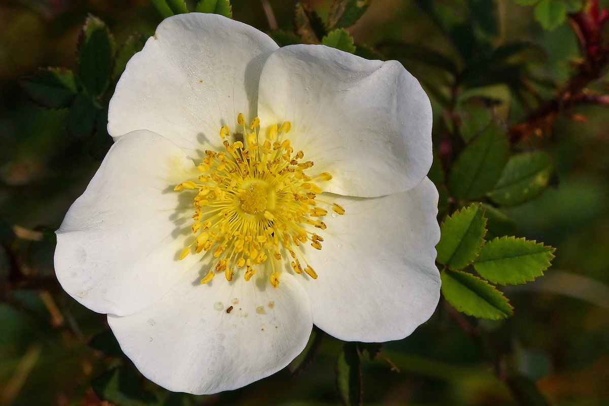 . Schnheit auf der Insel Baltrum. 06.10.2014 (Jeanny)