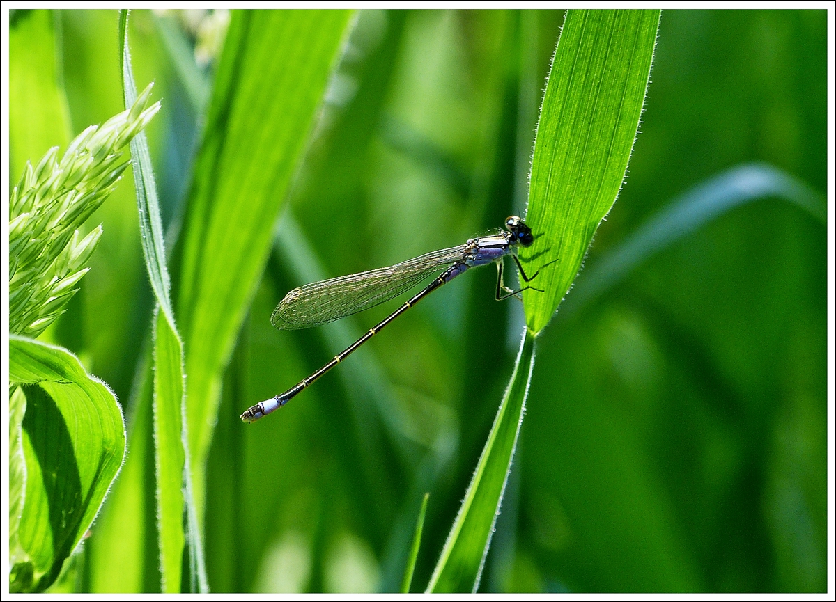 . Sommer Souvenirs - Filigran. 08.07.2013 (Jeanny)