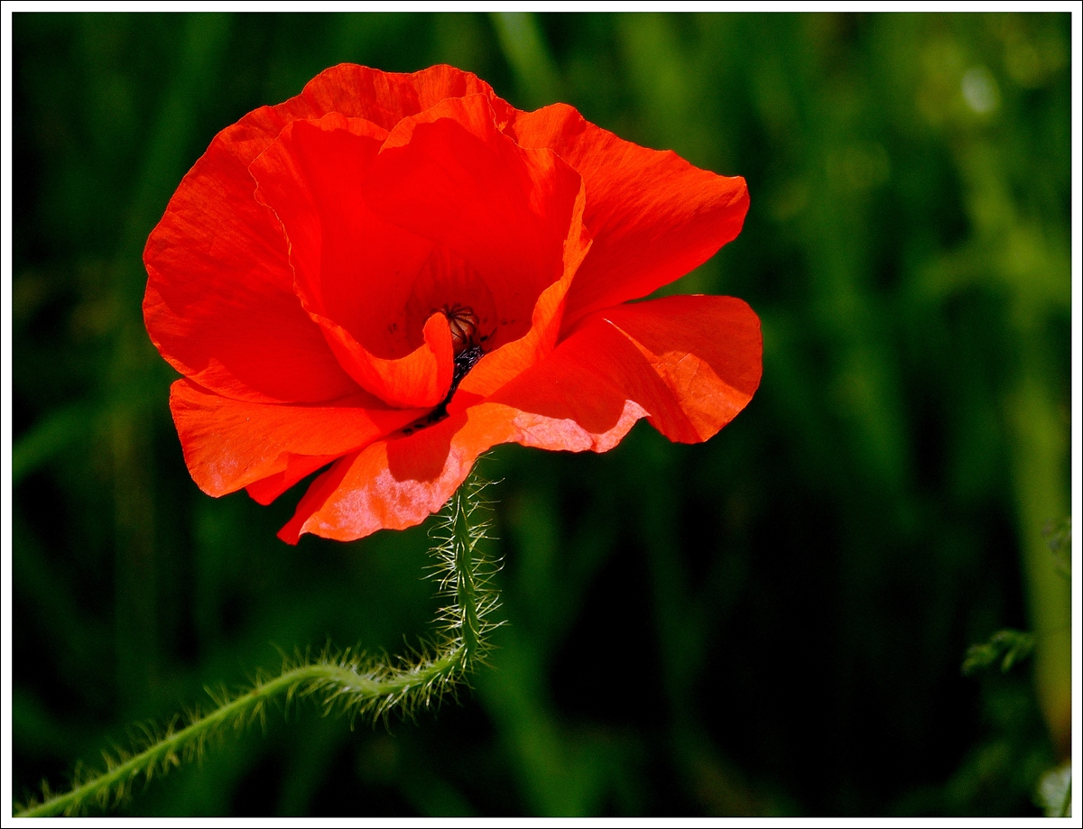 . Sommer Souvenirs - In voller Blte. 01.07.2013 (Jeanny)