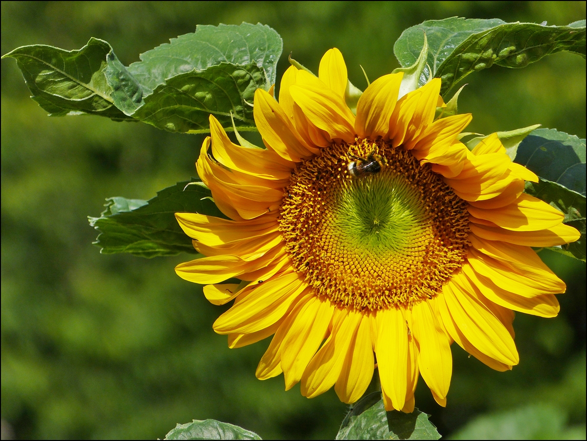 . Unsere Sonnenblume hat Besuch bekommen. 10.08.2013 (Jeanny)