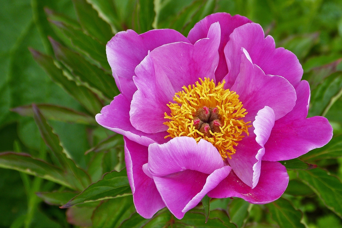 . Vor zehn Jahren als gelbe Pfingstrose gekauft, blht sie jetzt zum ersten Mal, allerdings nicht gelb. Wahrscheinlich handelt es sich um  die Echte Pfingstrose oder Europische Pfingstrose (Paeonia officinalis). 15.06.2015 (Hans)