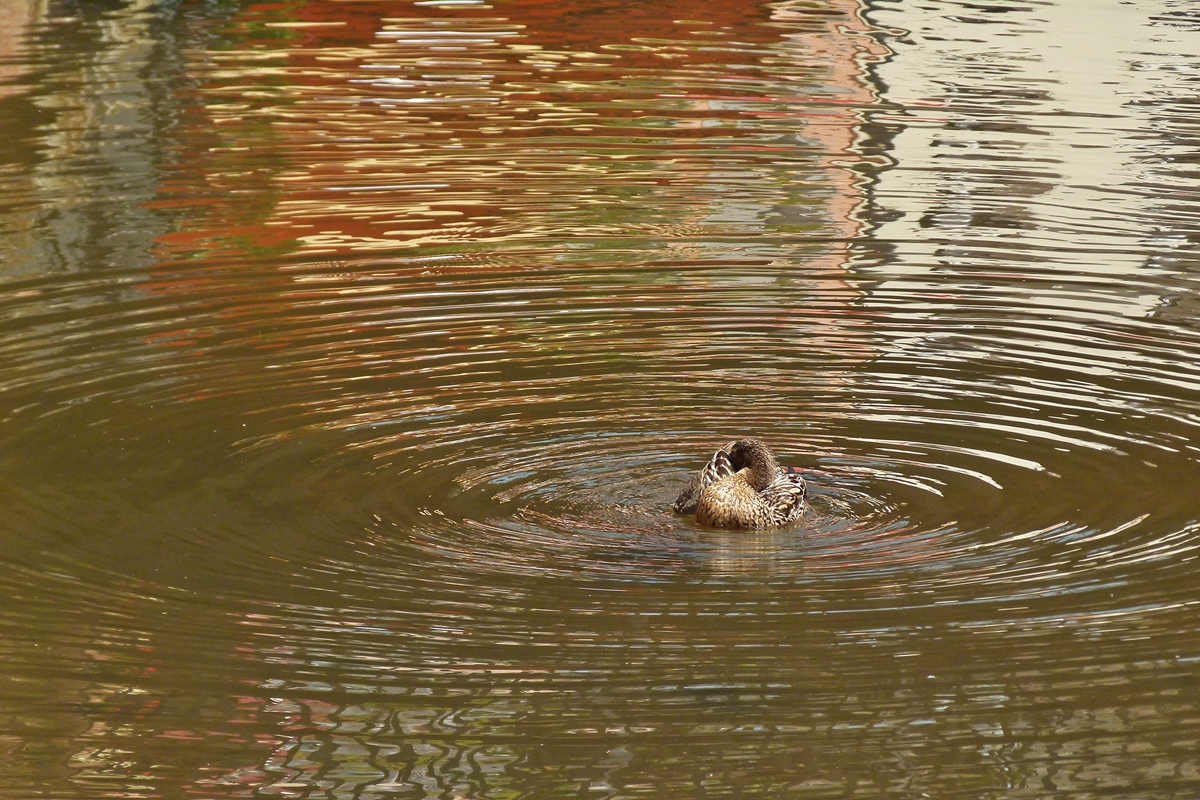 . Wasserspiele in Saarburg. 09.06.2014