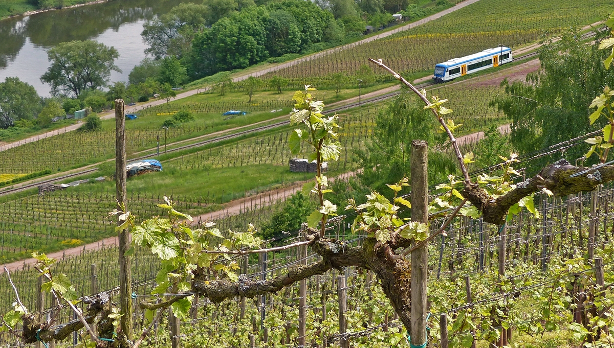 . Weinreben und Regio-Shuttle - Noch ein Versuch den Rhenus Logistics Stadler Regio-Shuttle 650 351 zusammen mit den Weinreben in Reil zu fotografieren. Der Zug hat am 13.05.2015 als RB 85 Traben-Trarbach - Bullay (Moselweinbahn) den Bahnhof von Reil verlassen und fhrt nun in Richtung Bullay. (Jeanny)