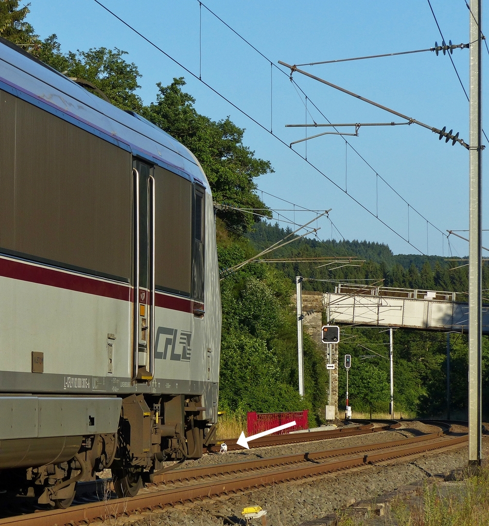 . Wer gewinnt das Rennen? - Am 17.07.2014 gab es Abwechslung in Wilwerwiltz, als der IR 3745 Troisvierges - Luxembourg den Bahnhof verlie, um seine Reise in Richtung Hauptstadt fortzusetzten. Im Schritttempo und mit lautem Pfeifen nherte sich die Lok und die Fotografen staunten nicht schlecht, als sie ein kleines weies Hndchen entdeckten, welches vor der Lok herrannte. Das Spielchen dauerte noch eine ganze Weile, wir hrten immer noch das Pfeifen der Lok, als der Zug schon lngst auer Sicht war. Wer das Rennen gewonnen hat, werden wir wohl nie erfahren. ;-) (Jeanny)