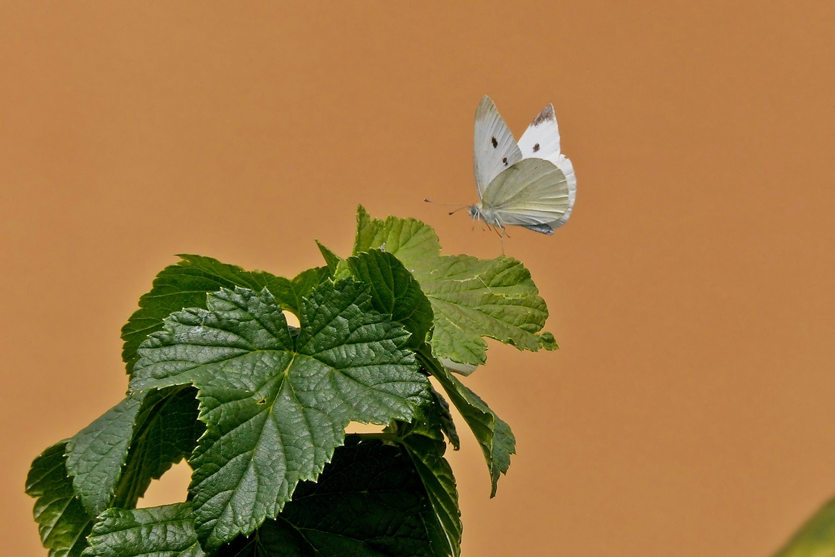 . Werben um die Liebste, welche sich unter dem Blatt des Johanisbeerstrauches versteckt hat. 20.07.2014 (Jeanny)