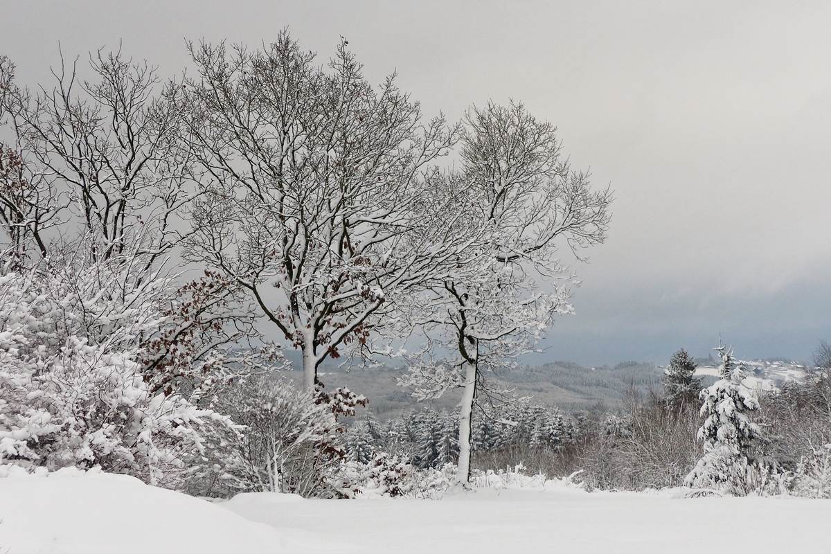 . Winterliche Impression. 16.01.2016 (Jeanny)