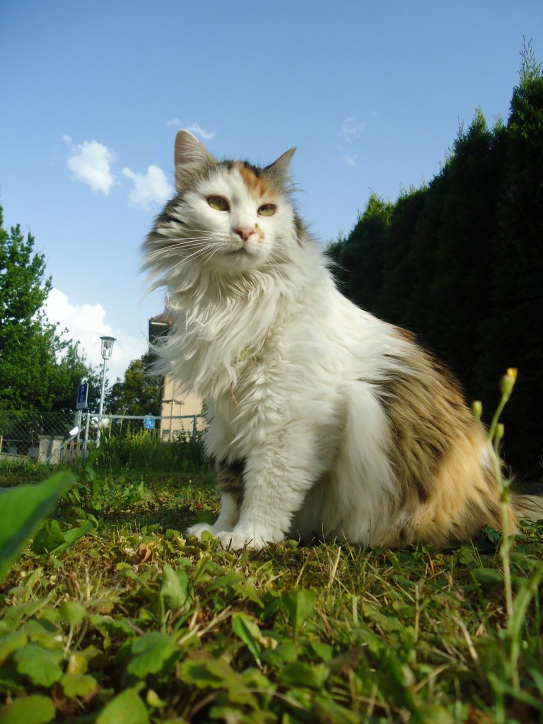 (140'967) - Katze Fortuna am 27. Juli 2012