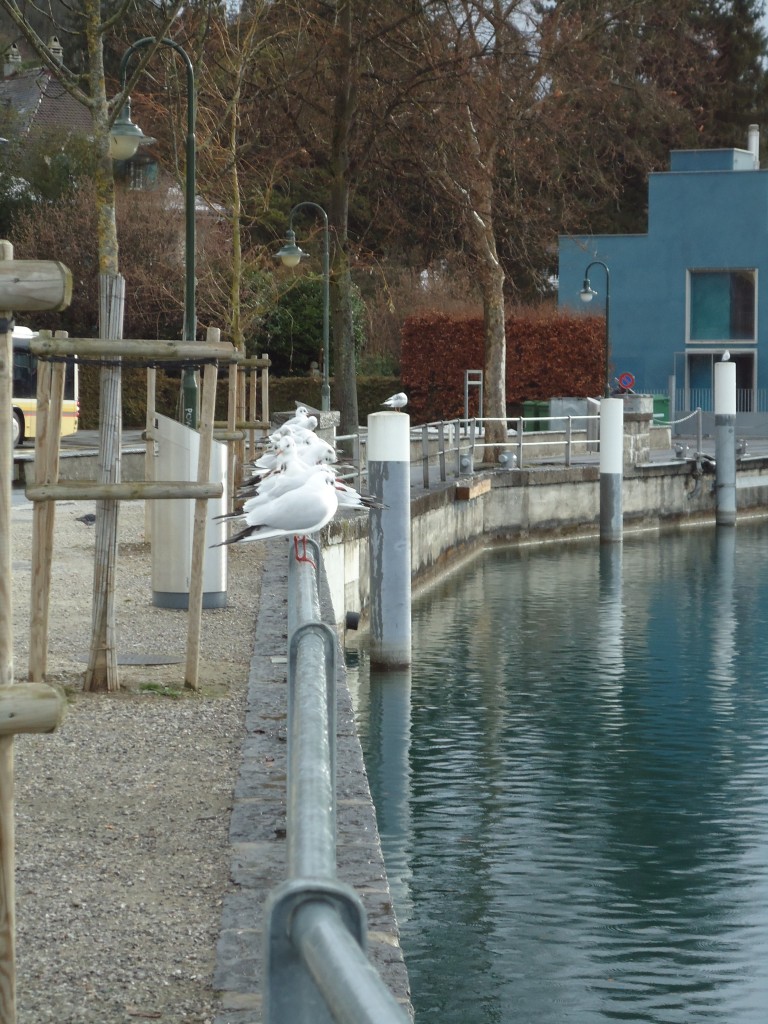 (142'526) - M�wen bei der Schiffl�ndte in Thun am 16. Dezember 2012