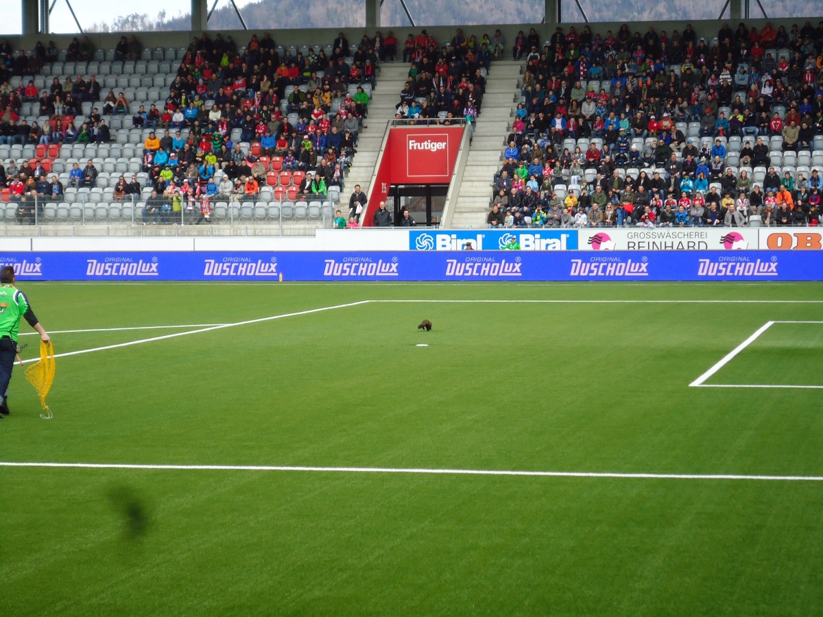 (143'472) - Ein Marder beim Spiel Thun - Z�rich in der Arena Thun am 10. M�rz 2013