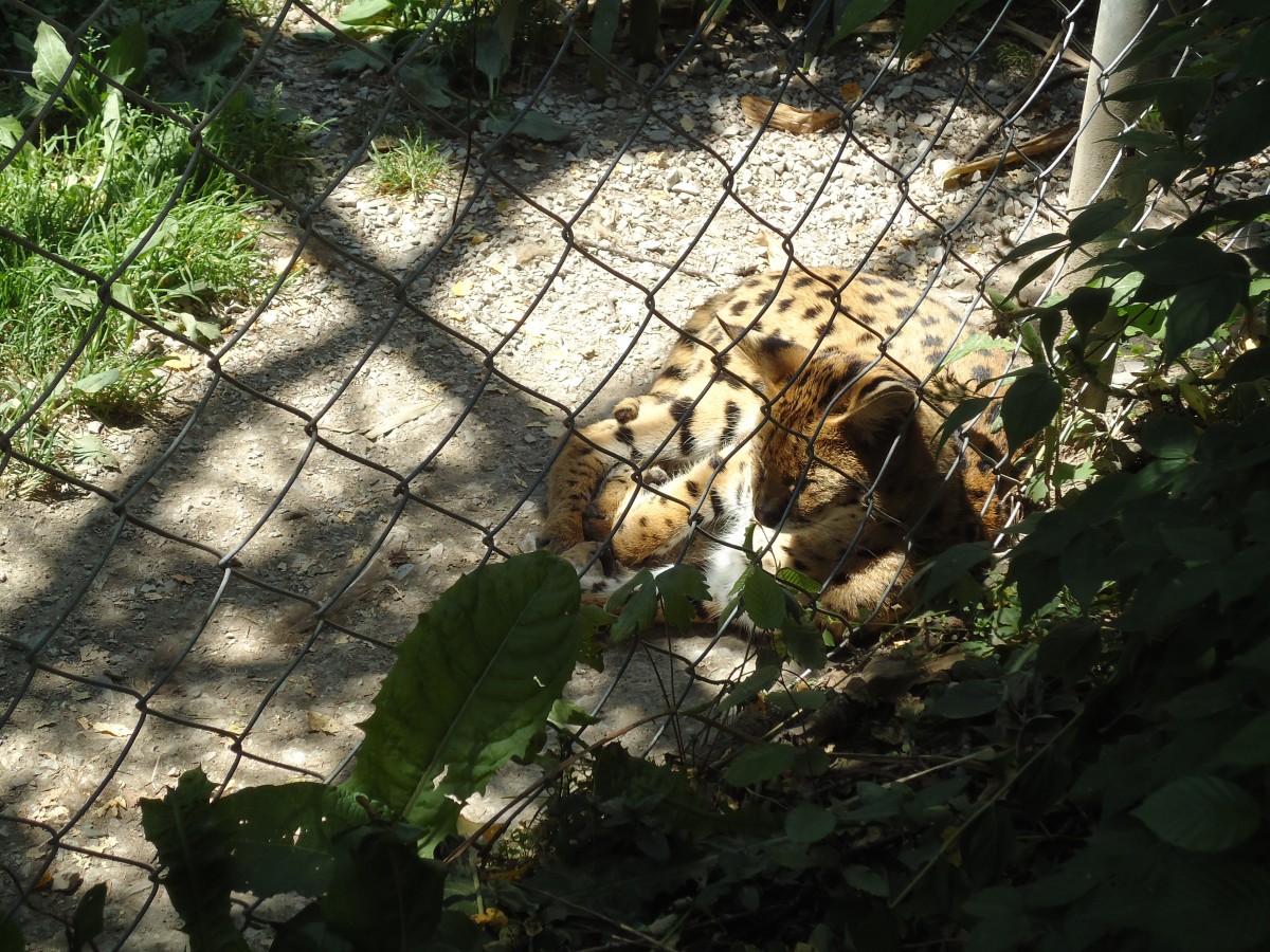 (145'751) - Wildkatze im ZOO von Servion am 16. Juli 2013