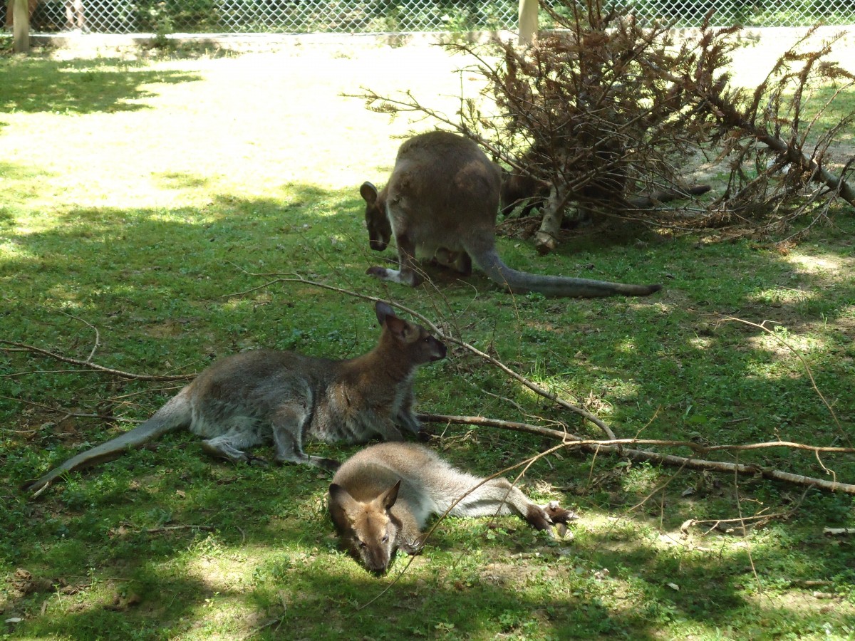 (145'764) - K�nguruhs im ZOO von Servion am 16. Juli 2013