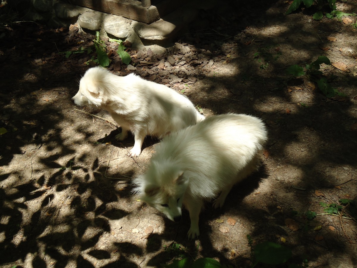 (145'766) - Marderhunde im ZOO von Servion am 16. Juli 2013