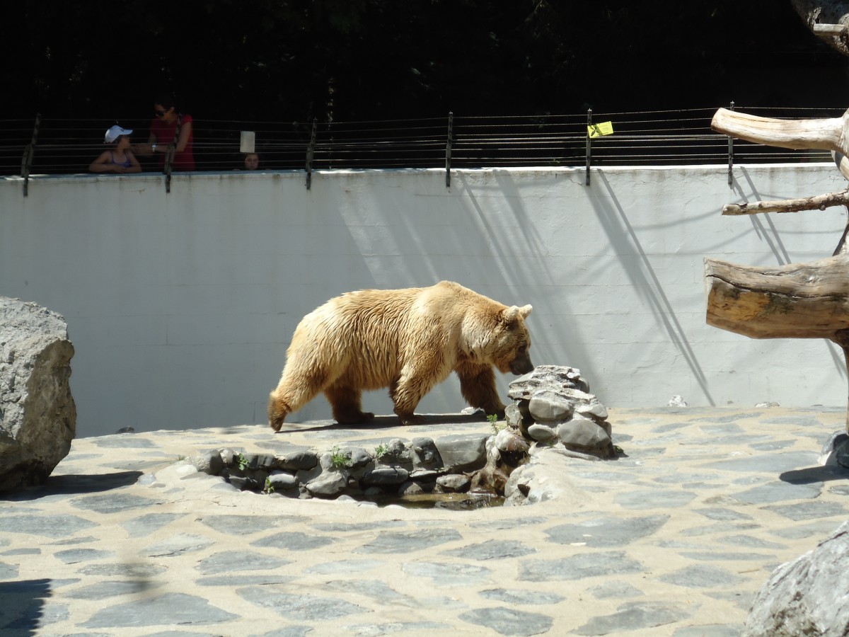 (145'769) - Syrischer B�r im ZOO von Servion am 16. Juli 2013