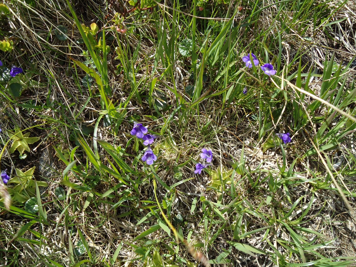 (145'949) - Alpenflora am Gotthardpass am 20. Juli 2013