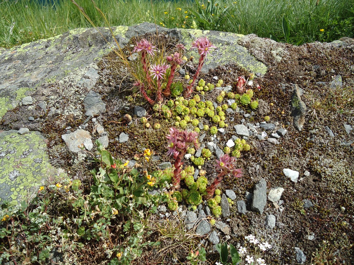 (145'960) - Alpenflora am Gotthardpass am 20. Juli 2013
