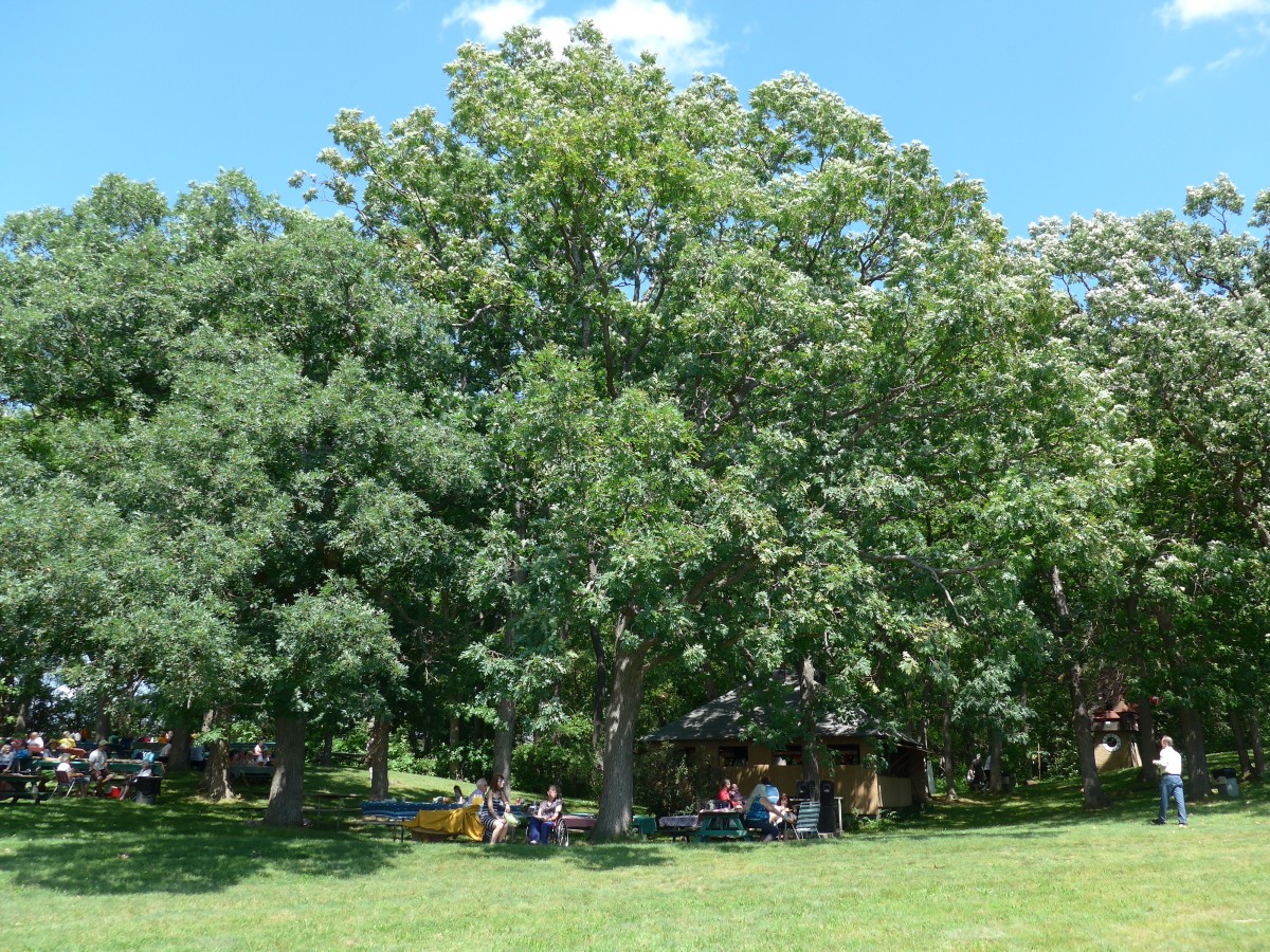 (152'675) - Steirer-Picnic unter B�umen am 13. Juli 2014 in Lily Lake