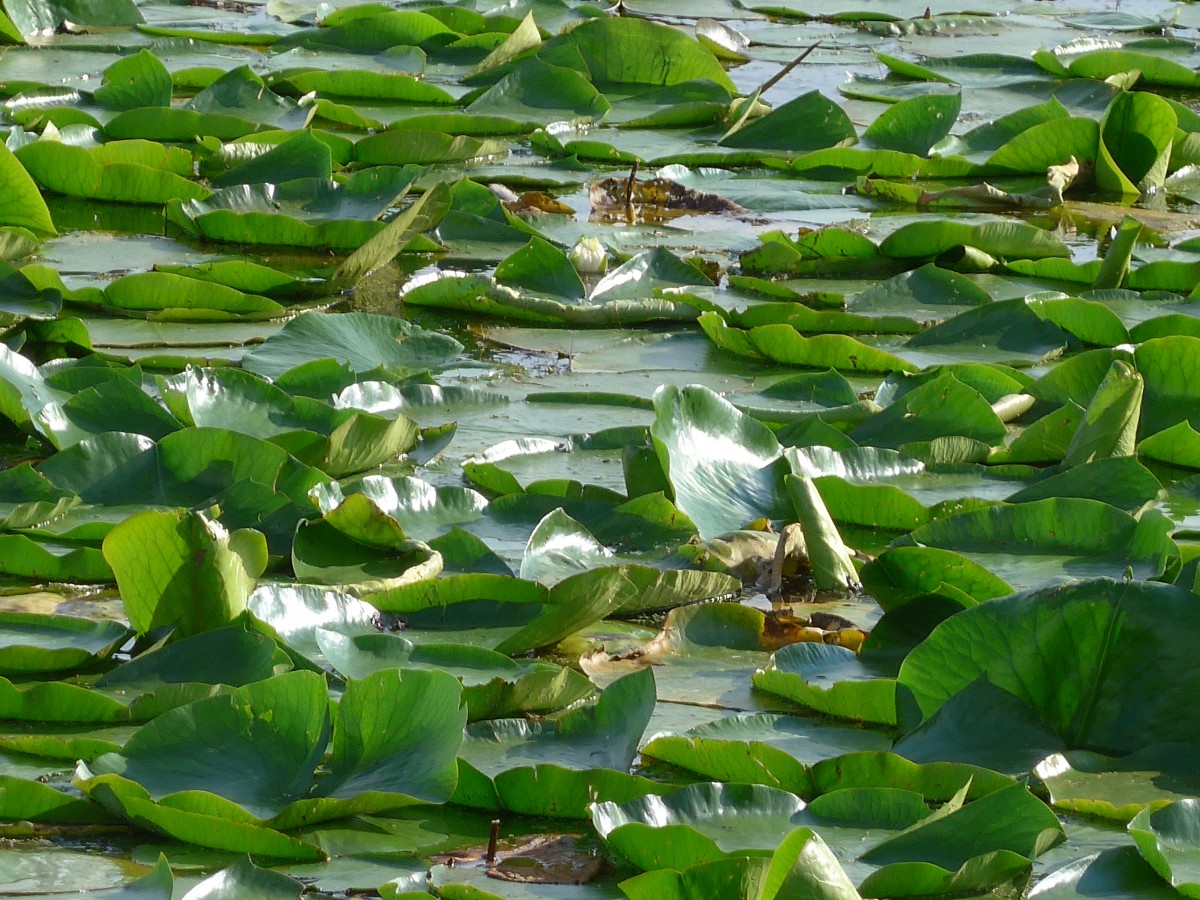 (152'688) - Seerosen im Lily Lake am 13. Juli 2014