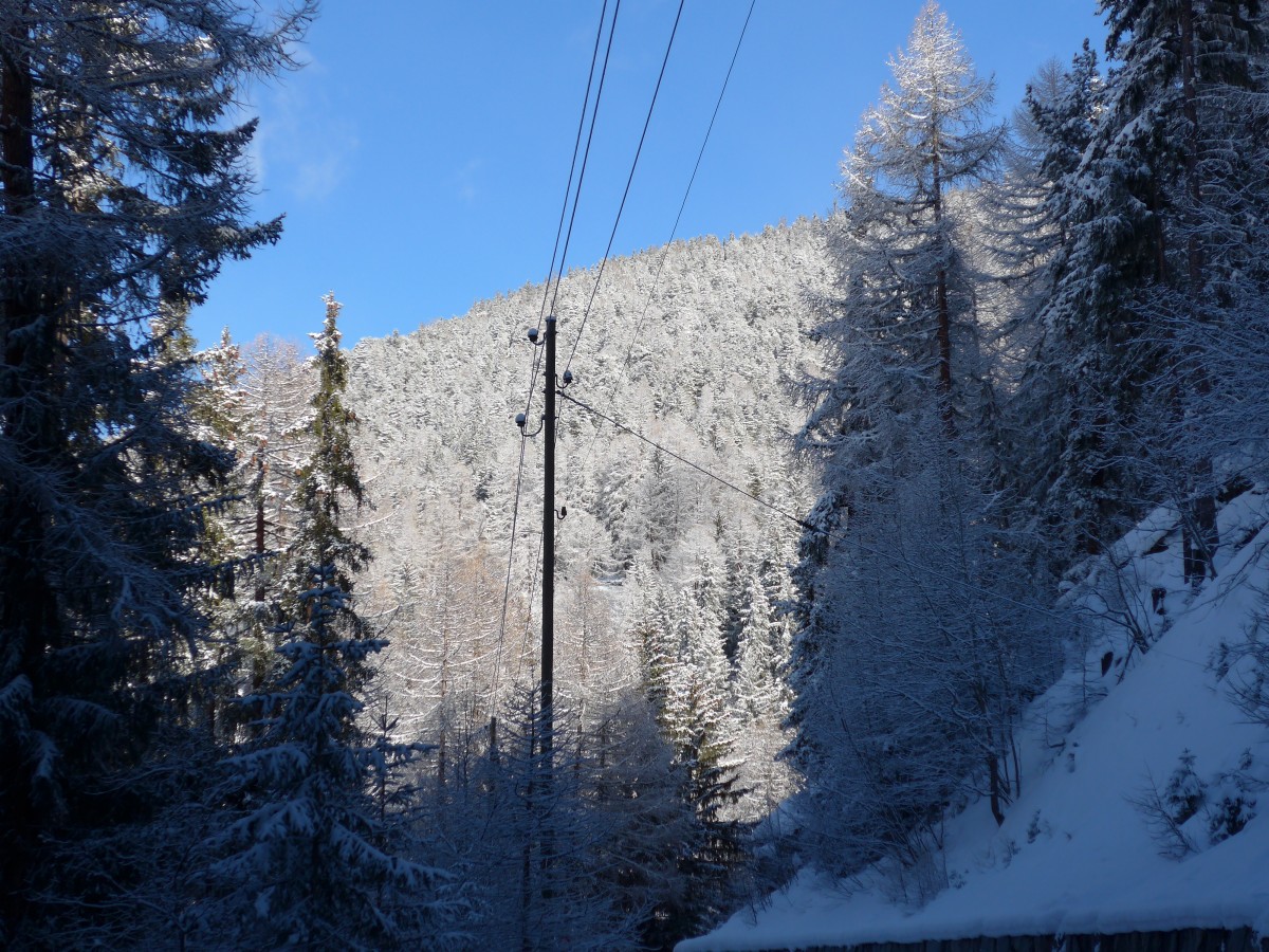 (158'788) - Verschneite Tannen am 15. Februar 2015 bei Gr�chen